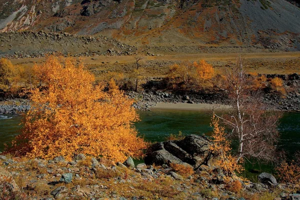 Rusya Güney Batı Sibirya Sonbaharda Altay Dağları — Stok fotoğraf
