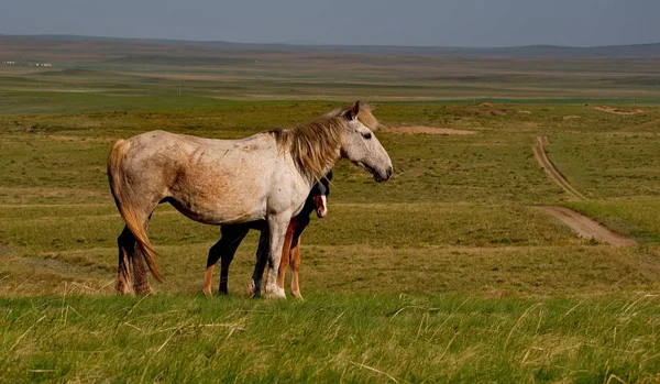 Rússia Pôr Sol Nas Estepes Das Montanhas Altai — Fotografia de Stock