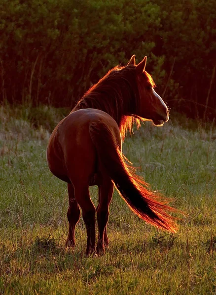 Ryssland Solnedgång Stäpperna Altajbergen — Stockfoto