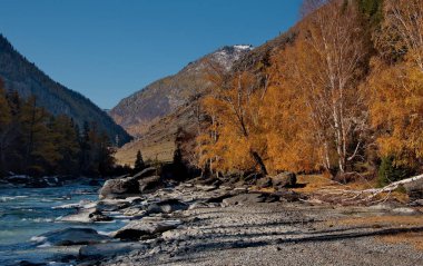 Rusya. Güney Batı Sibirya, Altay Dağları, Chuya Nehri sonbaharda
