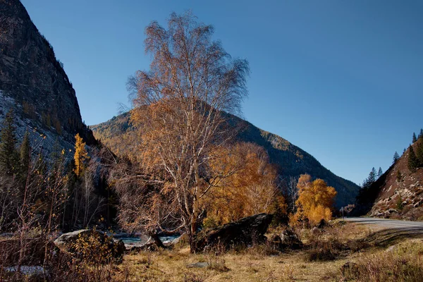 Ryssland Den Södra Västra Sibirien Hösten Altai Bergen Floden Chuya — Stockfoto