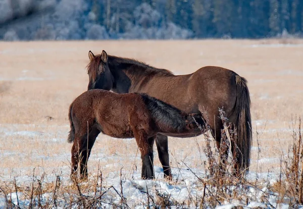 Rusia Sur Siberia Occidental Otoño Las Montañas Altai —  Fotos de Stock