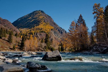 Rusya. Güney Batı Sibirya, Altay Dağları, Chuya Nehri sonbaharda.
