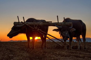 Fıstık sular altında tarlada dikim.