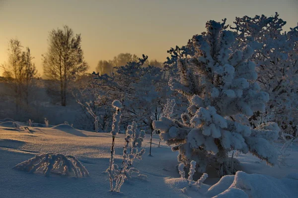 Coucher Soleil Hiver Dans Sud Sibérie Occidentale — Photo