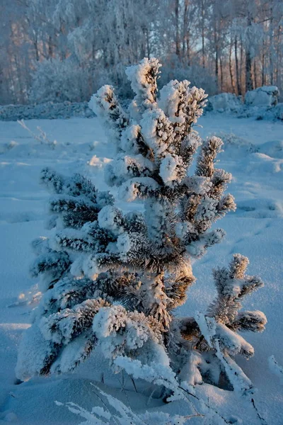 Зимний Закат Юге Западной Сибири — стоковое фото