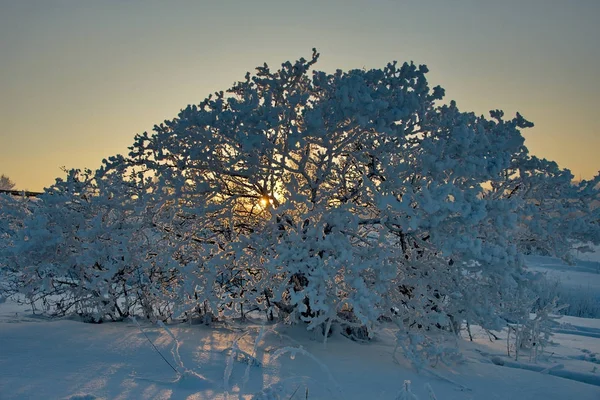 Взимку Захід Сонця Південь Від Західного Сибіру — стокове фото