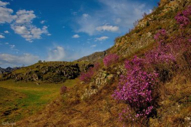 Rusya. Güney Batı Sibirya, Altay Dağları'nın bahar çiçekleri. Ormangülü