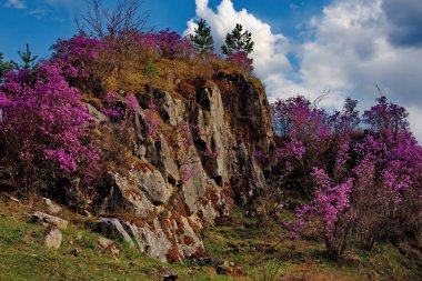 Rusya. Güney Batı Sibirya, Altay Dağları'nın bahar çiçekleri. Ormangülü