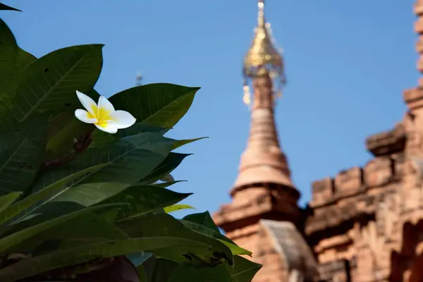 Fleurs Temples Bouddhistes Bagan — Photo