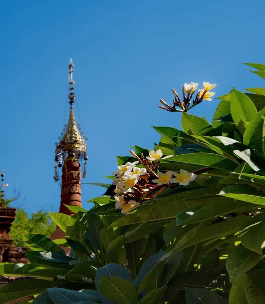 Fleurs Temples Bouddhistes Bagan — Photo