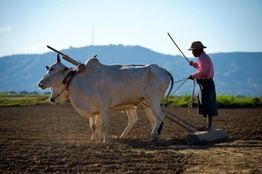Mandalay banliyösünde. Myanmar. 11/23/2016. Fıstık sular altında tarlada dikim. Kısa yaz nedeniyle erkekler yakın köylerin arazi karanlık kadar pulluk.
