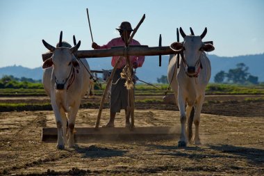 Mandalay banliyösünde. Myanmar. 11/23/2016. Fıstık sular altında tarlada dikim. Kısa yaz nedeniyle erkekler yakın köylerin arazi karanlık kadar pulluk.