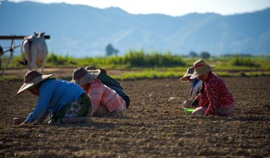 Mandalay banliyösünde. Myanmar. 11/23/2016. Taşkın ovalarında alanında çalışan tüm köylüler sabahtan akşama, Myanmar, fıstık Ekim döneminde.