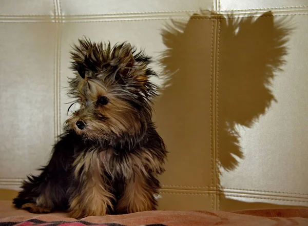 Yorkshire Terrier Köpek Yavrusu Köpek Vasıl — Stok fotoğraf