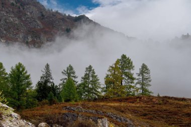 Rusya. Altay Dağları'nda kalın sabah sis