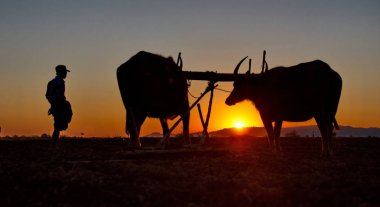 Mandalay banliyösünde. Myanmar. 11/23/2016. Fıstık sular altında tarlada dikim. Kısa yaz nedeniyle erkekler yakın köylerin arazi karanlık kadar pulluk.