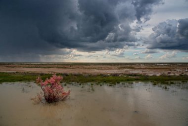 Batı Kazakistan. Çiçek açan saksaul ağaçlarda taşkın ovaları.