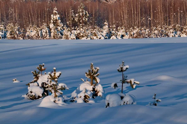 Rusland Winter Zonsopgang Altaj — Stockfoto