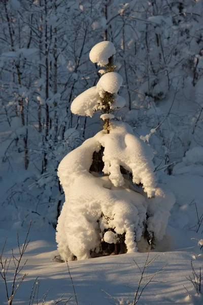 Ρωσία Χειμερινή Ανατολή Στα Βουνά Αλτάι — Φωτογραφία Αρχείου