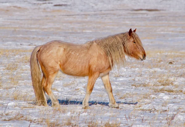俄罗斯 东西伯利亚 过贝加尔湖的马品种有很高的耐力和适应严寒的冬天 — 图库照片