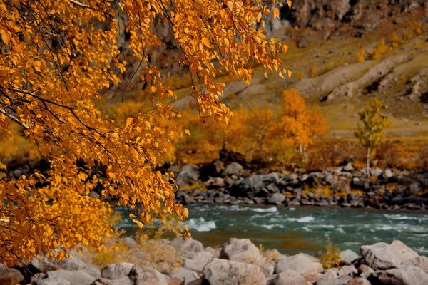 Russia. The South Of Western Siberia, Autumn in the Altai Mountains, the Chulyshman river.