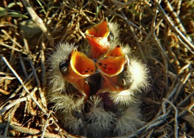 Kazakistan. Çıvgın (Phylloscopus collybita yavrular ile yuva).