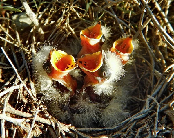 Kazahsztán Chiffchaff Phylloscopus Collybita Fiókák Fészek — Stock Fotó