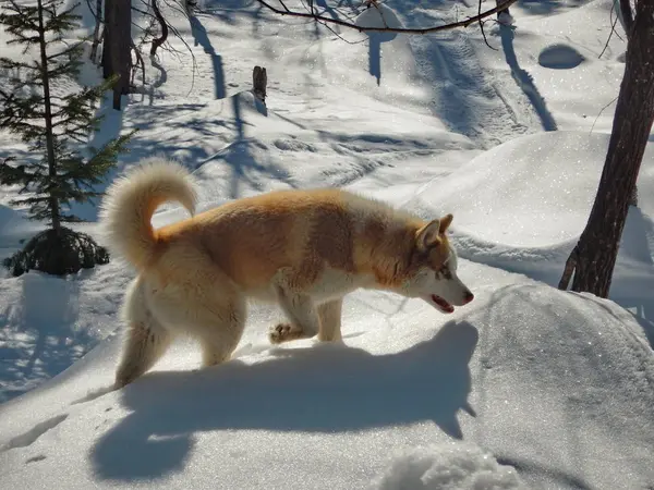 Husky Sibérien Dans Taïga Printemps — Photo