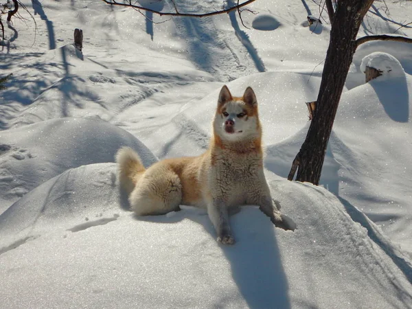 Husky Siberiano Nella Taiga Primaverile — Foto Stock