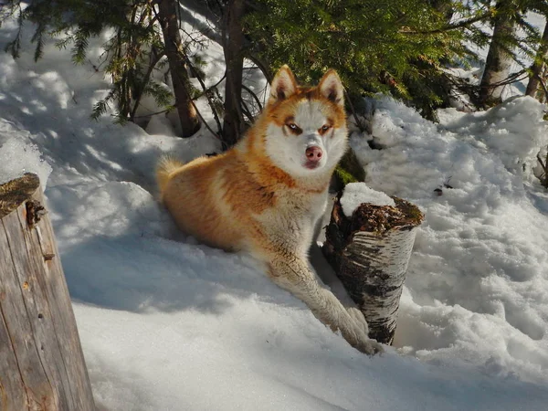 Σιβηρία Σκύλος Χάσκεϋ Στην Τάιγκα Άνοιξη — Φωτογραφία Αρχείου