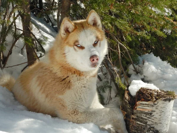 Siberian Husky Spring Taiga — Stock Photo, Image