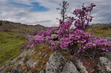 - Rusya. Batı Sibirya 'nın güneyi, Altai dağlarının bahar çiçekleri. Rododendron. Çiçek açma dönemi, pek çok turistin ilgisini çeken Altai dağlarında baharın ana olayıdır..