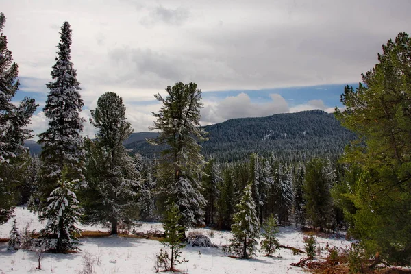 Rusya. Dağ Altay. İlkbahar geç Chuisky karayolu Seminsky geçişte (1894 m).