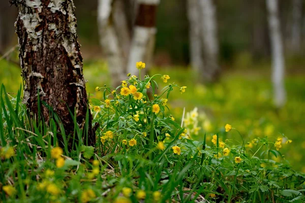 Rússia Sul Sibéria Ocidental Flores Primavera Das Montanhas Altai — Fotografia de Stock