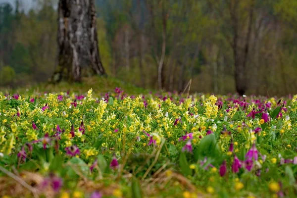 Rússia Sul Sibéria Ocidental Flores Primavera Das Montanhas Altai — Fotografia de Stock
