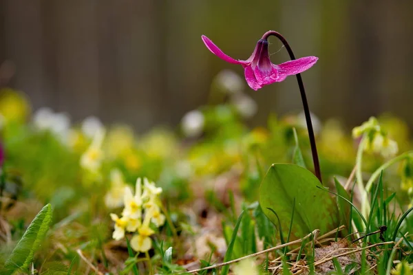 Rusland Het Zuiden Van West Siberië Lentebloemen Van Altaj — Stockfoto