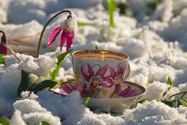 Rusya. Güney Batı Sibirya, Altay Dağları'nın bahar çiçekleri. Sibirya vahşi ve sanat Kandyk olduğunu.