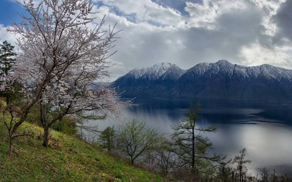 Russia. The South Of Western Siberia. Flowering apricots on Teletskoe lake in the Altai Mountains.