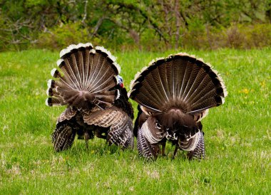 Gobblers bahar havasında.