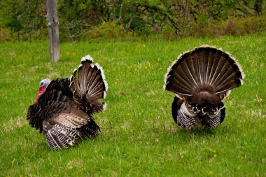 Gobblers bahar havasında.