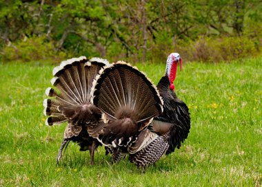 Gobblers bahar havasında.