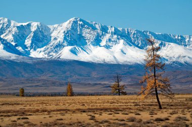 Karla kaplı dağların arka planında yapayalnız karaçam ağaçları. - Rusya. Altai Dağı. Chui yolu boyunca Kuzey Chui dağlarının eteklerinde çöl bozkırları..