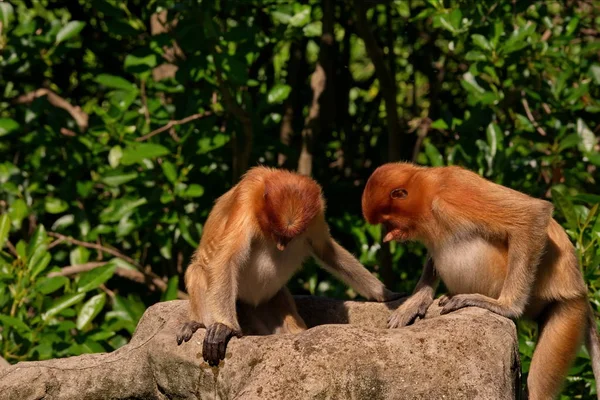 말레이시아 코원숭이 카하우 Larvatus 원숭이의 가족에 원숭이의 가족에서 영장류의 보르네오 — 스톡 사진