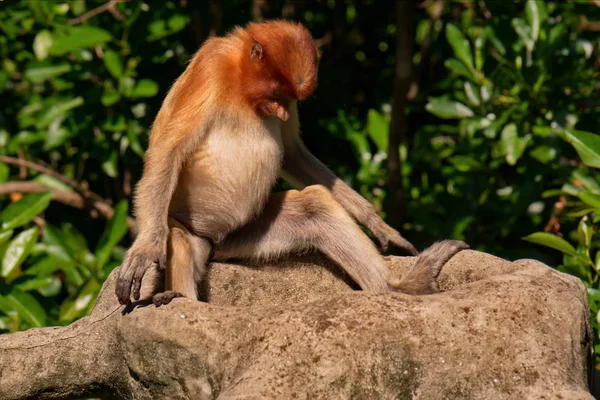 Malaysia Den Lång Nosed Apan Eller Kahau Lat Nasalis Larvatus — Stockfoto