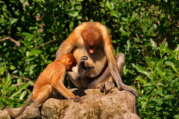 Malaien Der Langnasenaffe Oder Kahau Lat Nasalis Larvatus Einer Primatenart — Stockfoto