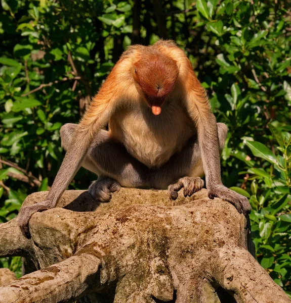 Maleisië Neusaap Lat Nasalis Larvatus Een Soort Van Primaten Uit — Stockfoto