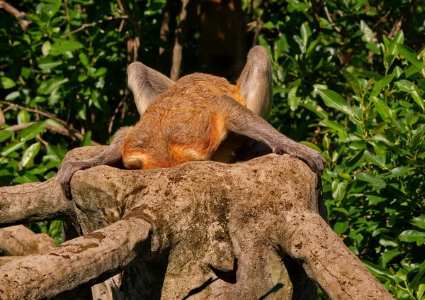 Malásia Macaco Nariz Comprido Kahau Lat Nasalis Larvatus Uma Espécie — Fotografia de Stock