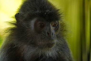 Doğu Malezya. Borneo adası. Maymun langur (maymun ailesi) adı Hintçe 'de 