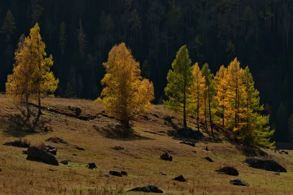 Rusia Montaña Altai Alondra Amarilla Largo Del Tracto Chui — Foto de Stock